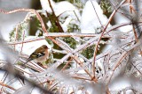 Fringillidae  & sleet ščinkavec DSC_0142xpb