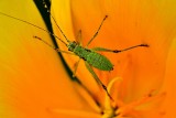 Orthoptera   DSC_0089xpb