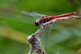 Sympetrum sanguineum krvavordeči kamenjak DSC_0330xNpb