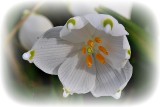 Spring snowflakes leucojum vernum  DSC_0518xNpb