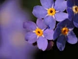 Myosotis  forget-me-not  spominčica DSCN6884xpb