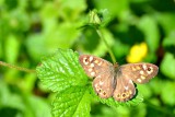 Butterfly DSC_0441gpb