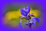 Blue Iris  DSC_0657xgpb