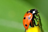 Coccinella septempunctata sedemmpikčasta pikapoloinica  DSC_0154xpb