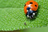 Coccinella septempunctata sedempikčasta pikapoloinica DSC_0127xpb