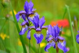 Blue Iris  DSC_0015xpb