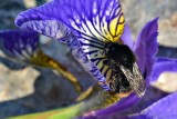 Bumblebee čmrlj  DSC_0125xpb