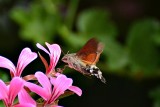 Hummingbird hawk-moth velerilec DSC_0240xpb