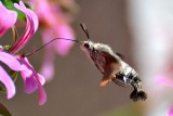 Hummingbird hawk-moth velerilec  DSC_0601xpb