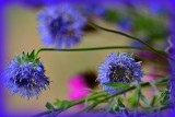Blue flowers Jasione montana  gorski ovnič DSC_0006gpb