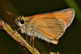 Butterffly  DSC_0905xpb