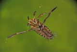 Notonecta glauca navadna hrbtoplovka DSCNxpbN