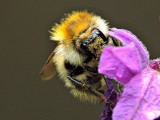 Bombus  čmrlj DSCN7233xpb