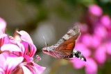 Hummingbird hawk-moth velerilec DSC_0201xpb
