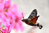  Macroglossum stellatarum velerilec  DSC_0532xgNpg