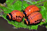 Leptinotarsa decemlineata ličinka koloradskega hroča DSC_0310xNpb