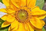 The sunflower dsc_0617gpb