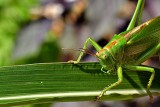 Orthoptera kobilica DSC_0218xpb