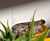 Orthoptera kobilica DSC__1527xpb