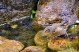 Bird  DSC_0188xpb