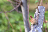 Troglodytes troglodytes stržek DSC_0397xpb