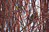 Blue tit & robin as two observes DSCNxpb