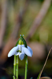 Common snowdrop Galanthus nivalis mali zvonček  DSC_0125x05022016pb