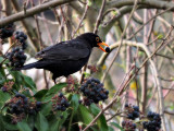 Turdus merula  kos  DSCN2365g31032016pb