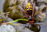 European hornet Vespa crabro sren  DSC_0561x23042016Npb