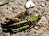 Orthoptera kobilica   DSCN3520x27052016pb