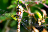 Aeshna cyanea zelenomodra deva DSC_0272x16072014pb
