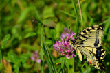 Swallowtail Papilio machaon lastovičar DSC_0317g26082016Napb
