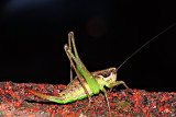 Orthoptera kobilica  DSCN4516x30072016Npb