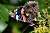 Vanessa atalanta admiral DSC_0965x30092016Npb