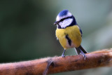 Blue tit cyanistes caeruleus  plavček  DSC_0271x12102016Npb