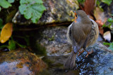 Robin Erithacus rubecula tačica  DSC_0884x02112016pb