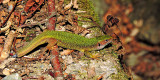 Lacerta viridis zelenec  DSCN5159x23092016pb