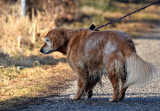 The old dog  DSC_3066g04022017pb