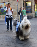 Celebrating Jerusalem Day Dog