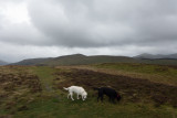 Dogs on Ling Fell