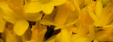 Feb 3 - Daffodils, 2 days later!