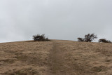 Tired tree #1