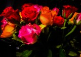 valentine roses