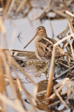 Wilsons Snipe (Gallinago delicata)