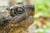 Snapping Turtle Portrait