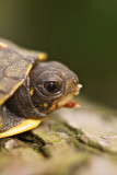 Juvenile Eastern Box Turtle in Spring