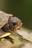 Juvenile Eastern Box Turtle in Spring