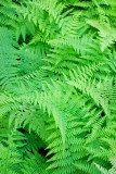 Lady Fern Patch