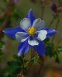 Columbine, CO state flower