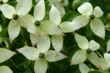 Dogwood Blossoms